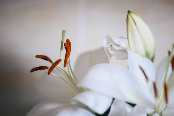 White & Bright Pink Easter Lily Flowers in a Vintage Crystal Vase with a White Background.