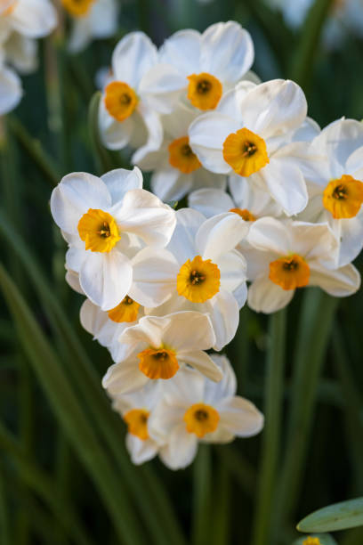 istock Narcissus Geranium blossoms in the garden in spring 2032580157