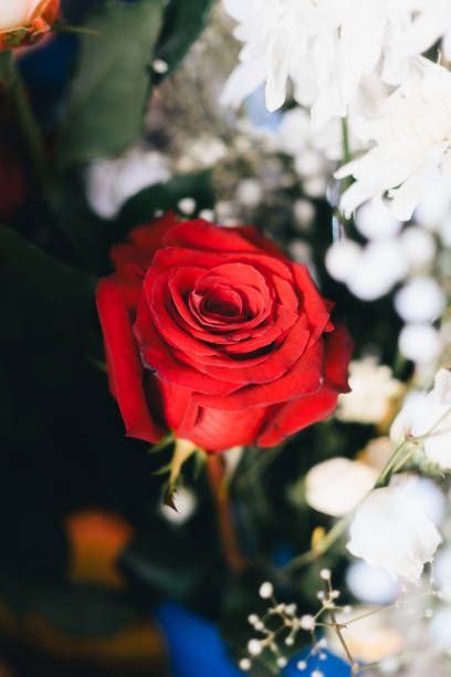 Red rose with white and baby's breath flowers