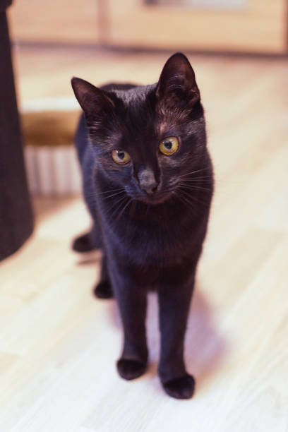 istock a cat sitting in the floor looking at the camera lens 2032580209