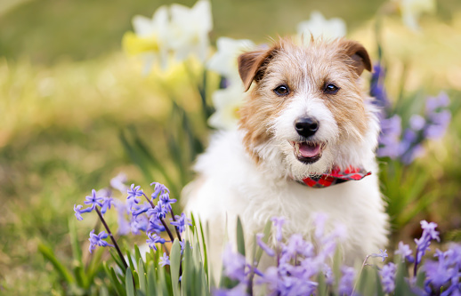 Happy cute smiling dog face in the flowers in spring. Easter background.