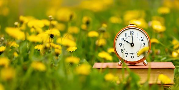 Alarm clock in the flowers. Spring forward, springtime or daylight savings time banner.