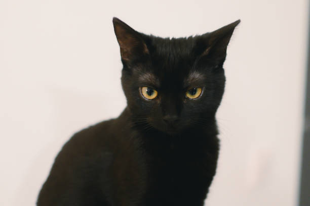 istock a black cat sitting on a table staring at the camera 2032580511
