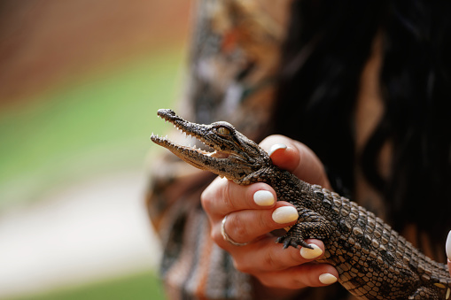 Woman holding little baby crocodile in hands.