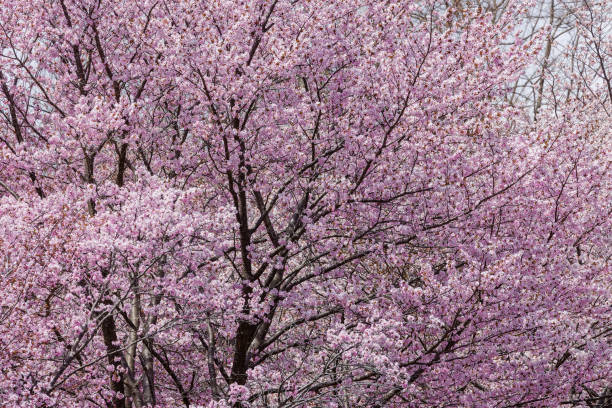 istock Beautiful pink Sakura (Cherry Blossom) in the springtime 2032592808