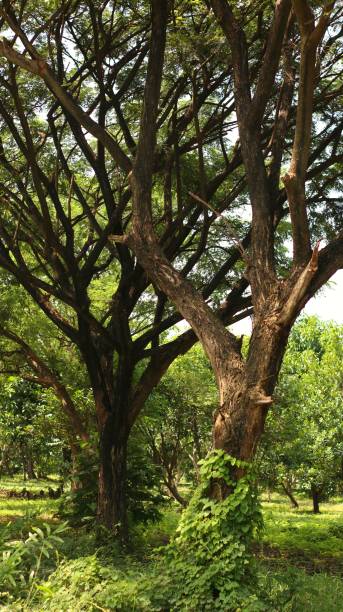 istock large and lush trees in tropical forests 2032598412