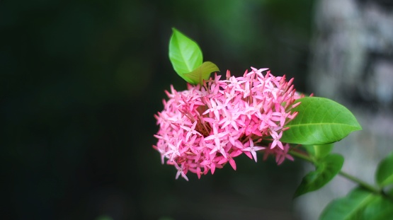 a sprig of pink asoka flowers in the garden