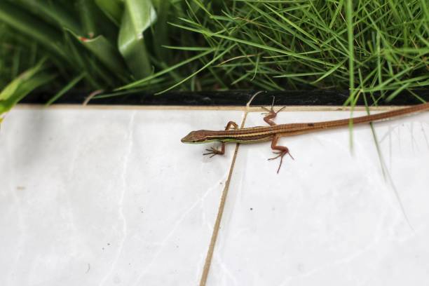 istock a wild little lizard in the wild 2032605436