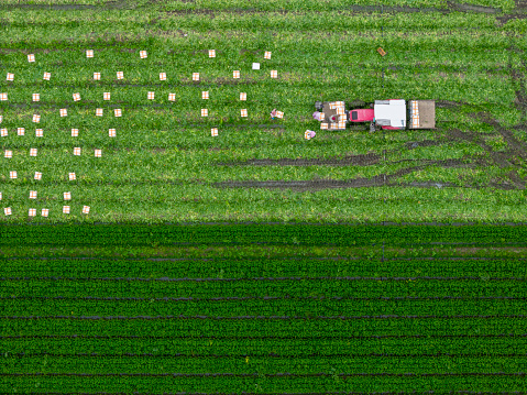 Bird's-eye view of harvesting green vegetables on the farm