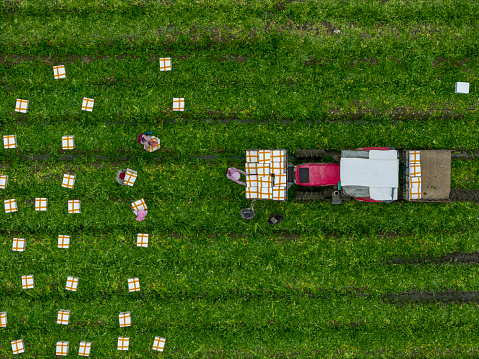 Bird's-eye view of harvesting organic green vegetables in the field