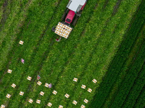 Bird's-eye view of harvesting organic green vegetables in the field