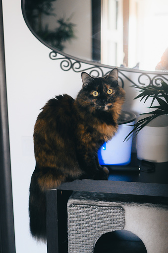 Fluffy cat perched on table near TV