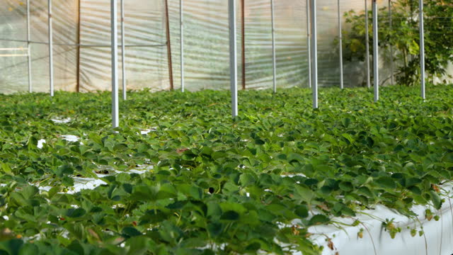 Greenhouse with organic production of strawberries growing in rows