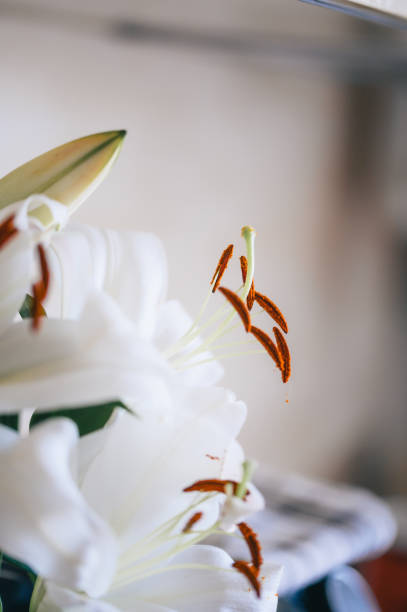 Perfect flowers and bouquets on photo