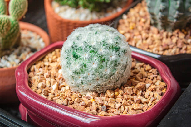 istock Nature light tone with cactus in pot 2032613080