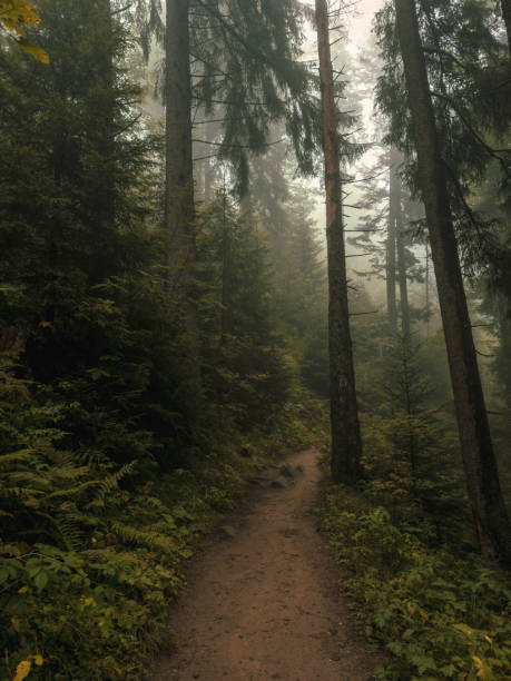 istock a trail with pine trees on both sides and sun shining through the woods 2032613123