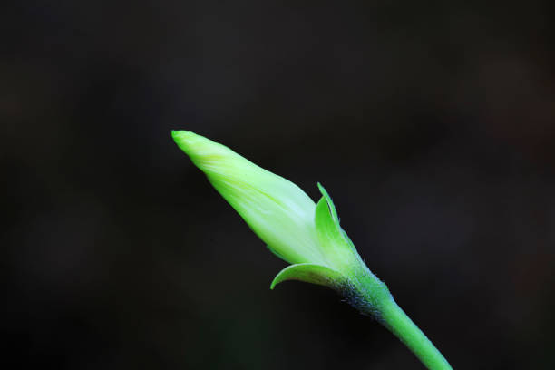 The bowl flower buds are on a black background