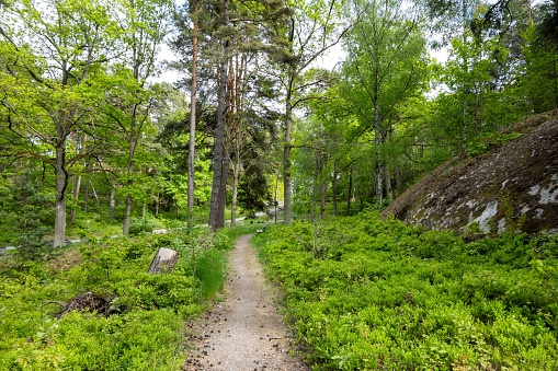 The lush European forests of northern Europe