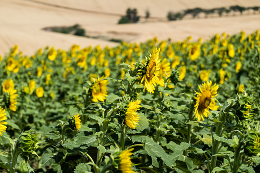 In Cordoba's outer areas, a field of Helianthus annuus, or sunflowers, stands resilient against the arid Spanish climate. These sunflowers, known for their commercial significance in oil production, create a vivid spectacle with their bright yellow petals contrasting the dry, sun-soaked soil. Their cultivation underscores the region's agricultural resilience in adverse conditions.