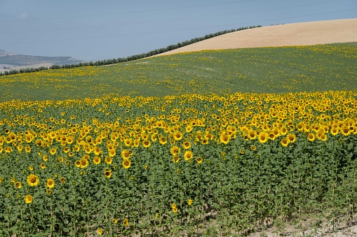 In Cordoba's outer areas, a field of Helianthus annuus, or sunflowers, stands resilient against the arid Spanish climate. These sunflowers, known for their commercial significance in oil production, create a vivid spectacle with their bright yellow petals contrasting the dry, sun-soaked soil. Their cultivation underscores the region's agricultural resilience in adverse conditions.