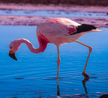 Pink Flamingo in the water