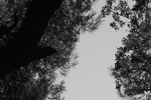 A black and white image showcasing a group of tall, leafless trees standing in a forest. The contrast between the dark tree trunks and the lighter background creates a striking visual effect.