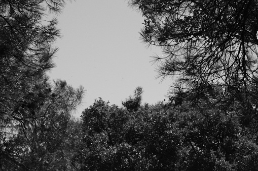 A black and white photo of several trees standing tall in an open field, their branches reaching towards the sky. The contrast between the light and dark tones emphasizes the twisted shapes of the trunks and the intricate patterns of the bare branches.