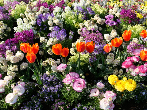 A flower garden in Japan. Many colorful flowers are shining in the sun.