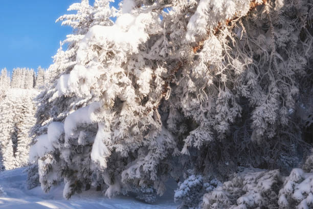 istock huge tree branches all covered in ice and frost in a snowy mountain forest 2032644318