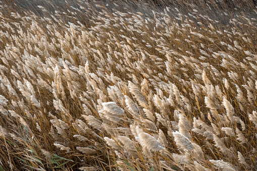 Autumn yellow marsh grass writhes in waves in the wind as a beautiful background.