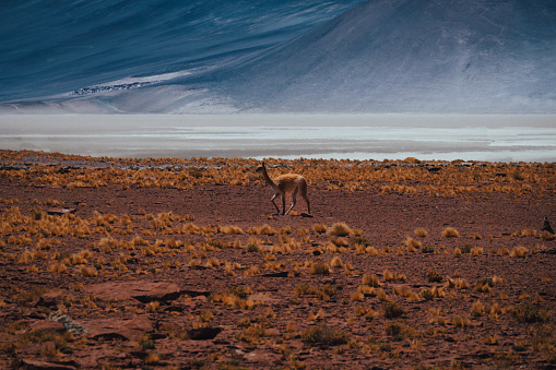 Guanaco spotted in the desert of San Pedro de Atacama