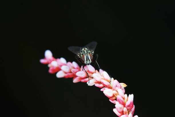 Flies on wild plants, North China