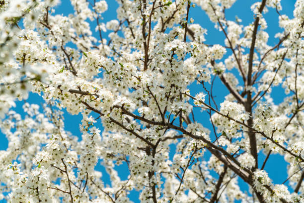 istock Cherry tree blossom. Spring flowers. Floral background 2032649295