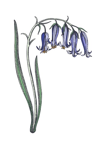 Bluebell sketch in color. Hand drawn vector illustration. Spring woodland flower. Hand drawn wildflower botanical drawing