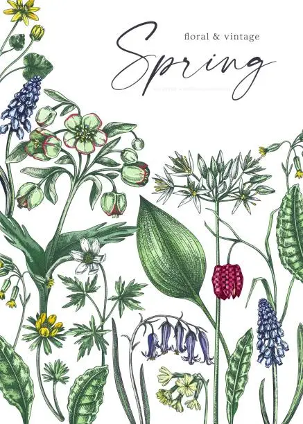 Vector illustration of Spring flowers card design