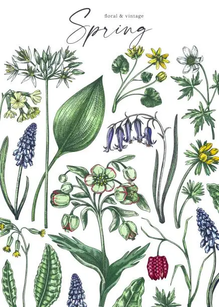 Vector illustration of Spring flowers card design