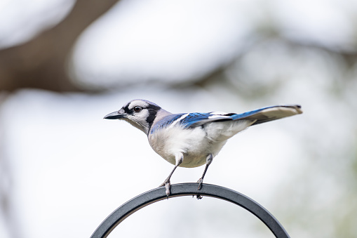 Blue Jay is a common, intelligent, and noisy bird. Purchased in the backyard near bird feeder.