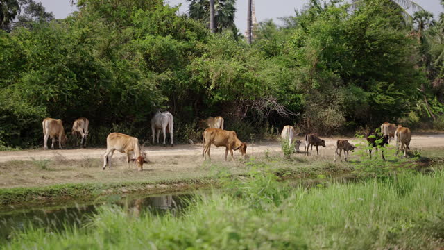 Several cows of different colours graze in a river