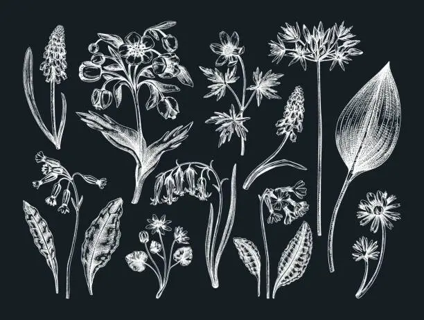Vector illustration of Spring flowers sketches set