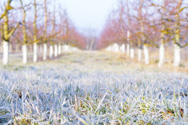Morning frost on grass and trees in apple orchard. Orchard blur with soft light for background