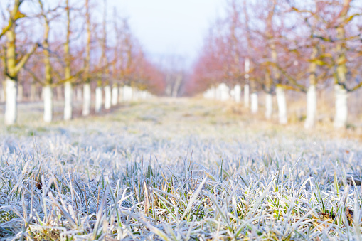 Morning frost on grass and trees in apple orchard. Orchard blur with soft light for background