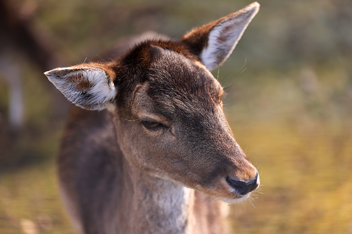 portrait picture of a female sika deer
