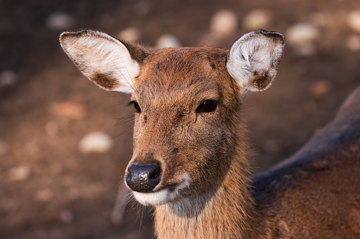 portrait picture of a female sika deer