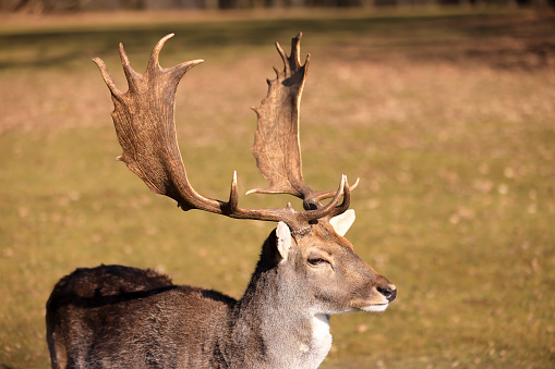 Bull elk with antler rack in Jasper National Park