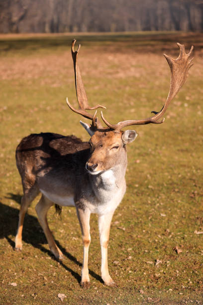 istock male sika deer with antlers 2032683882