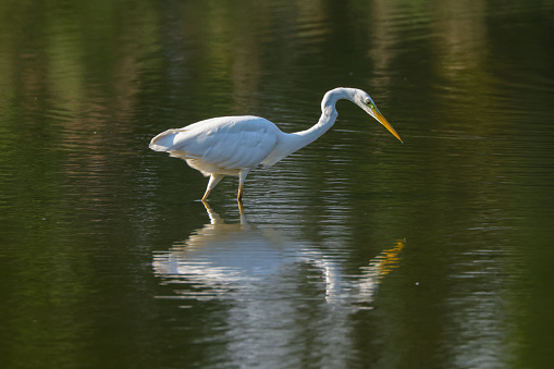 fishing white great egret in a shallow lake