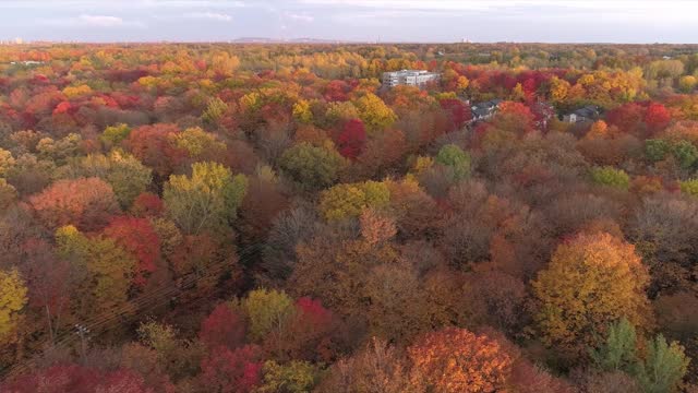Aerial view with a drone flying over colorful trees in Autumn