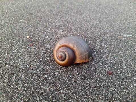 an empty snail shell on beach sand