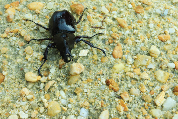 крупный план жука-рогатого насекомого (oryctes rhinoceros) на песке. индонезия - радужный жук олень фотографии стоковые фото и изображения