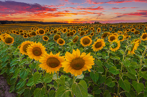 View over a field with lots of sunflowers in the evening. Landscape at sunset. Field with lots of flowers with dramatic sky. Summer day with lots of clouds in colors yellow orange red clouds.